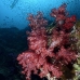coral_soft_rr_sur_v_1484_tha3012.jpg